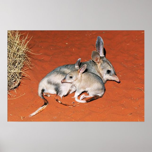 Bilby and Baby Resting in the Desert Poster (Front)