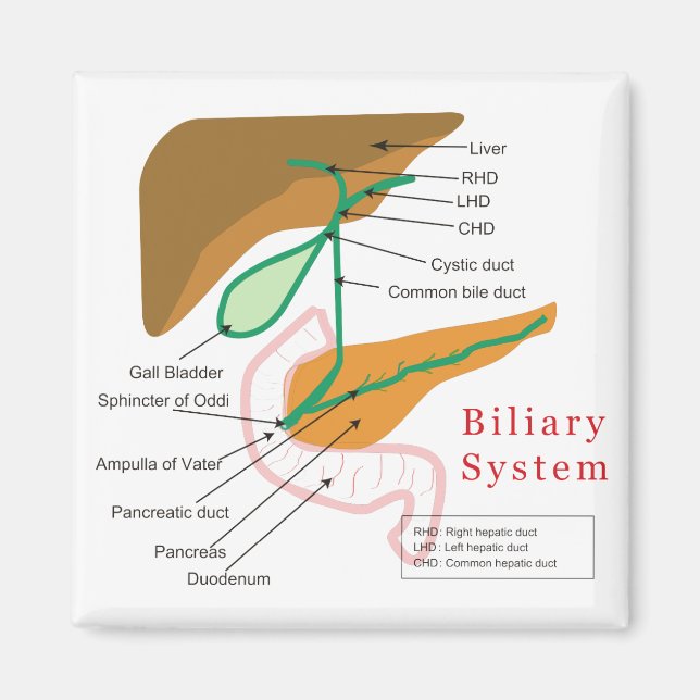Biliary System Diagram Chart Bile Duct Magnet (Front)