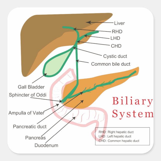 Biliary System Diagram Chart Bile Duct Square Sticker (Front)