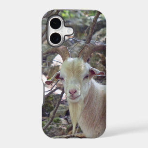 Billy Goat
