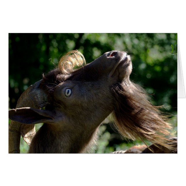 Billy Goat (Front Horizontal)