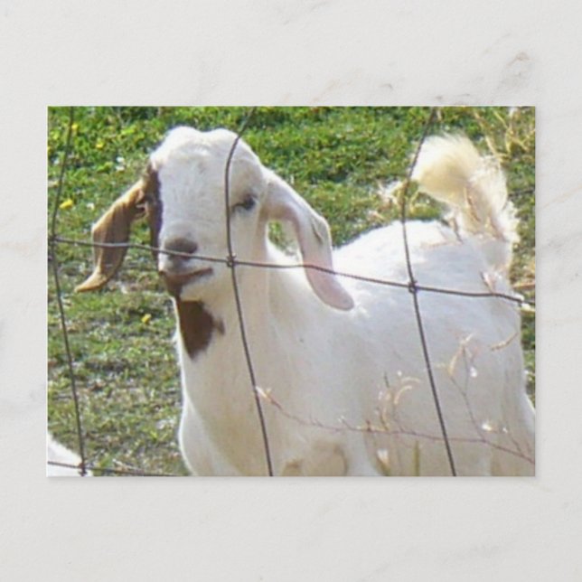 Billy Goat 2 Postcard (Front)