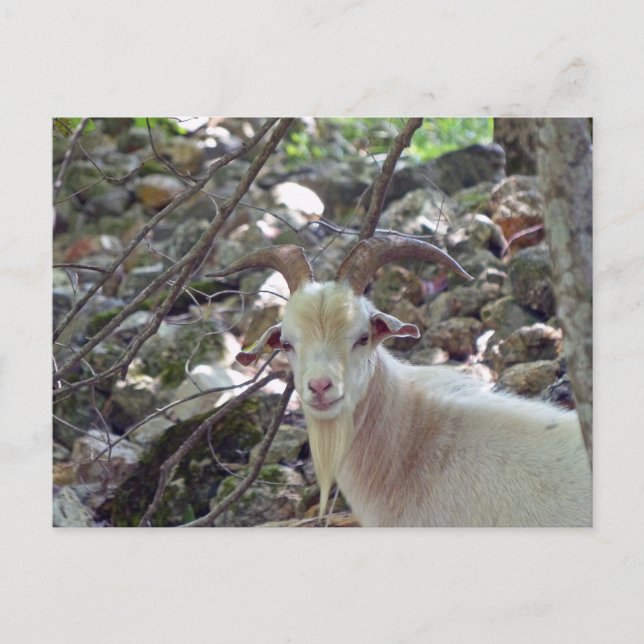Billy Goat Postcard (Front)