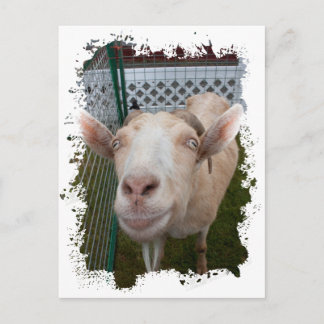 Billy Goat Postcard