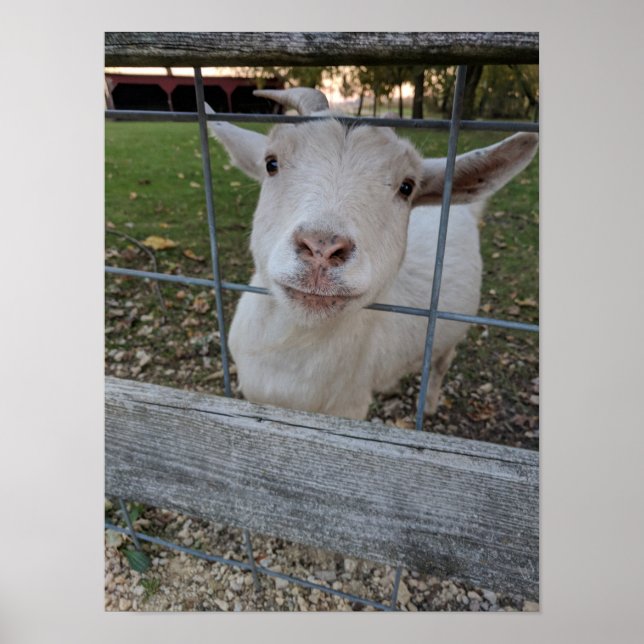 Billy Goat Poster (Front)