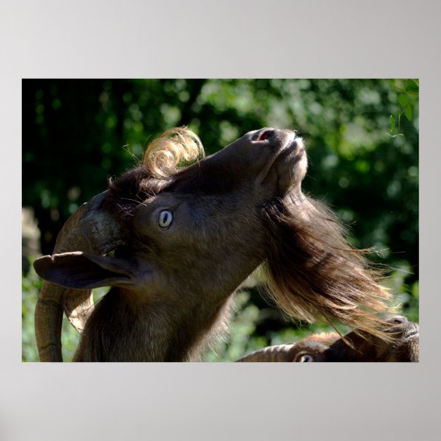 Billy Goat Poster (Front)