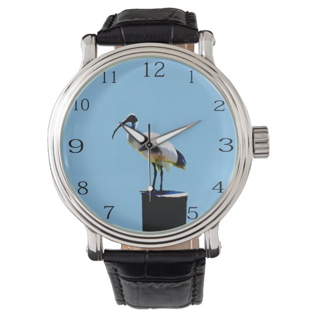 Bin Chicken, (Ibis) Oil Paint, Watch (Front)