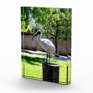 Bin Chicken (ibis) On A Tree Stump, Customisable Photo Block