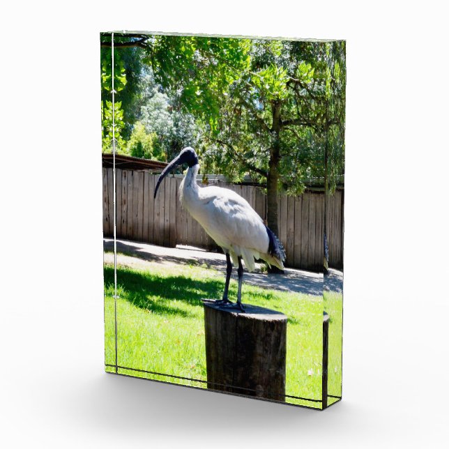 Bin Chicken (ibis) On A Tree Stump,  Customisable  Photo Block (Right)
