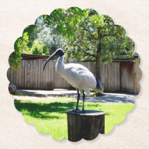 Bin Chicken (ibis) On A Tree Stump, Paper Coaster