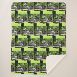 Bin Chicken (ibis) On A Tree Stump, Sherpa Blanket