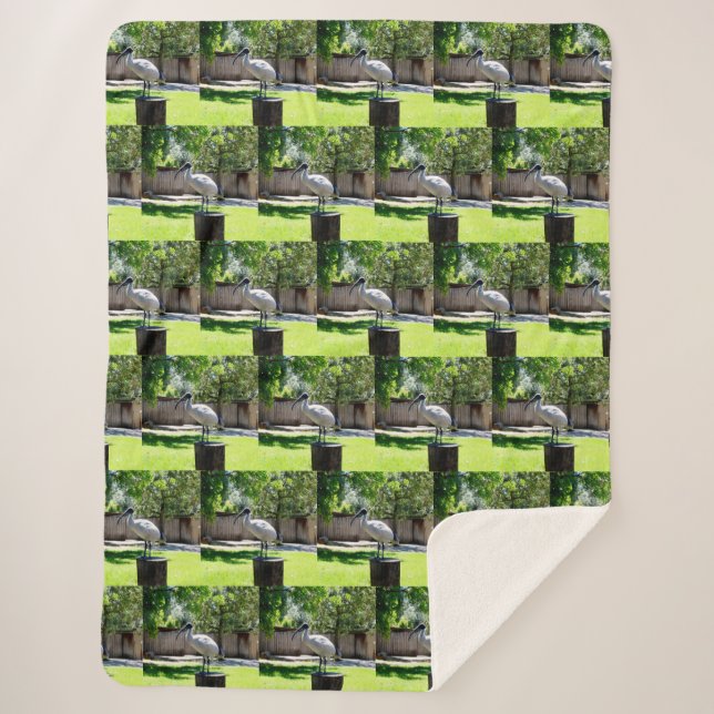 Bin Chicken (ibis) On A Tree Stump,  Sherpa Blanket (Front)