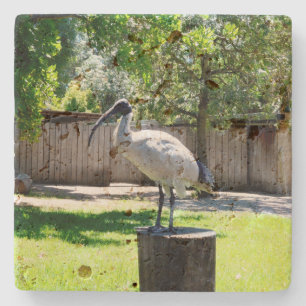 Bin Chicken (ibis) On A Tree Stump, Stone Coaster