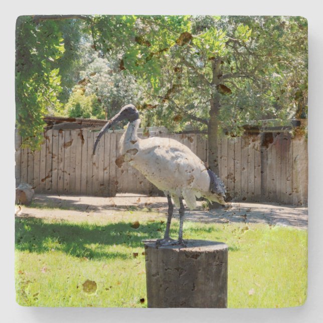 Bin Chicken (ibis) On A Tree Stump,   Stone Coaster (Front)