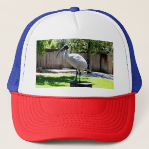 Bin Chicken (ibis) On A Tree Stump, Trucker Hat