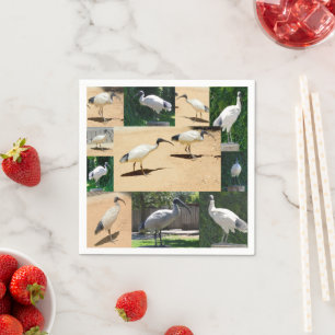 Bin Chicken (Ibis) Photo Collage, Napkin
