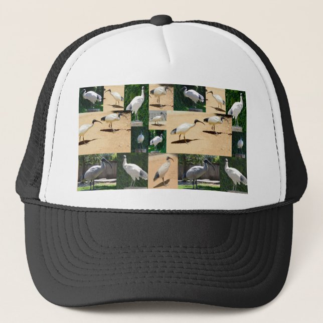 Bin Chicken (Ibis) Photo Collage, Trucker Hat (Front)
