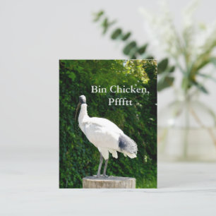 Bin Chicken Pfftt (Ibis) Postcard