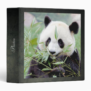 binder Photo giant panda , animals 0097.