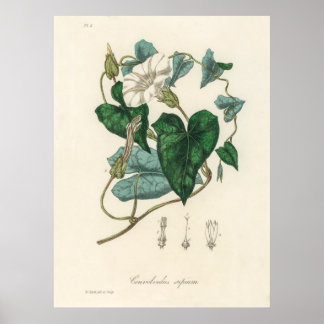 Bindweed (Convolvulus sepium) from Medical Botany Poster