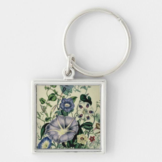 Bindweed, plate 26 from 'The Ladies Keychain (Front)