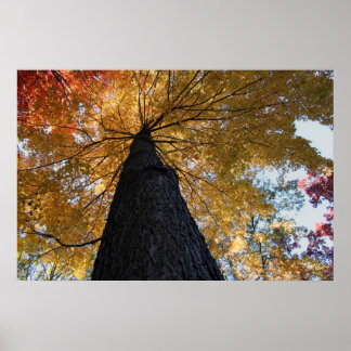 Binghamton October 2008 17 Poster