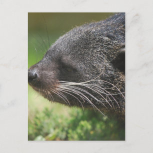 Binturong Bear Postcard