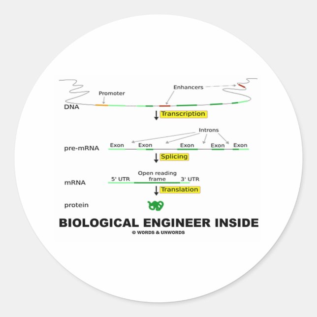 Biological Engineer Inside Classic Round Sticker (Front)