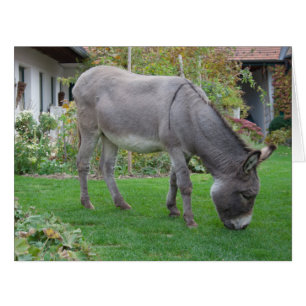 Biological Lawn-Mower On Four Hooves