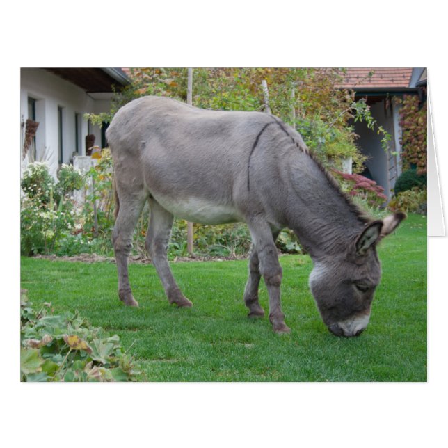 Biological Lawn-Mower On Four Hooves (Front Horizontal)