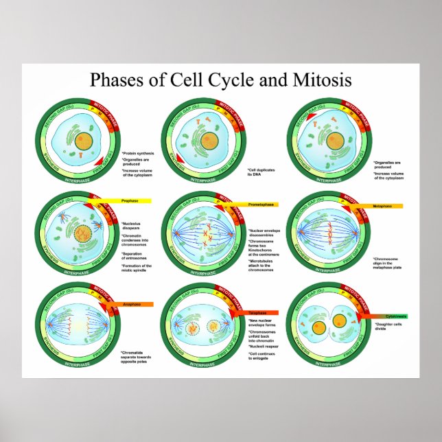 Biological Phases of Cell Cycle and Mitosis Chart (Front)