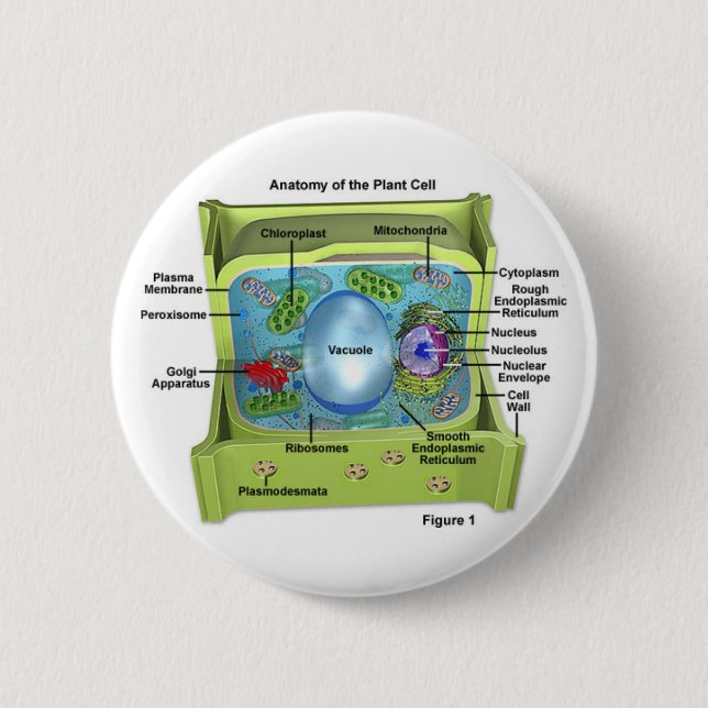 Biology 2 Inch Round Button (Front)