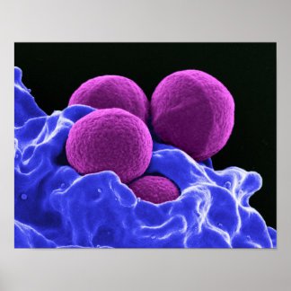biology microbiology abstract art bacteria poster