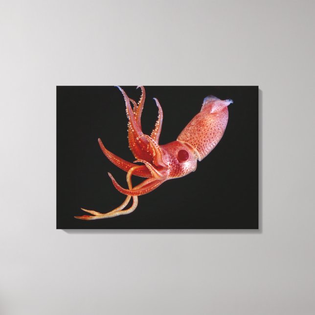 Bioluminescent Cock-eye Squid  (Histioteuthis hete Canvas Print (Front)