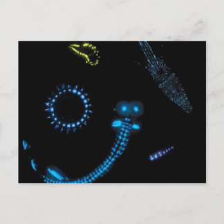 bioluminescent critters postcard
