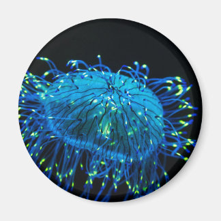 bioluminescent Jellyfish Magnet