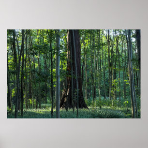 Birch and Beech Trees with Redwood Tree Poster