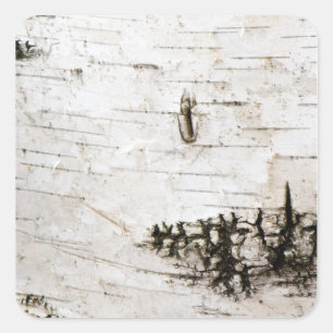 Birch bark 2330 square sticker
