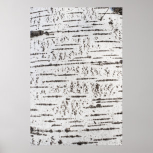 Birch bark pattern poster