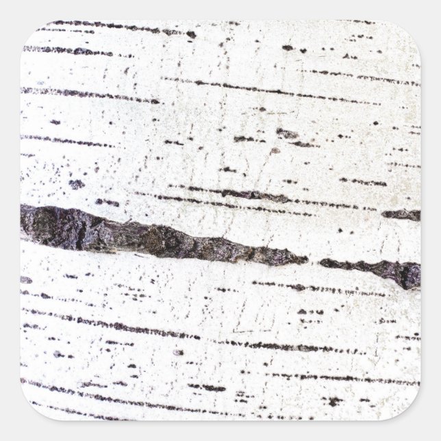 Birch bark pattern square sticker (Front)