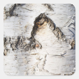 Birch bark pattern square sticker