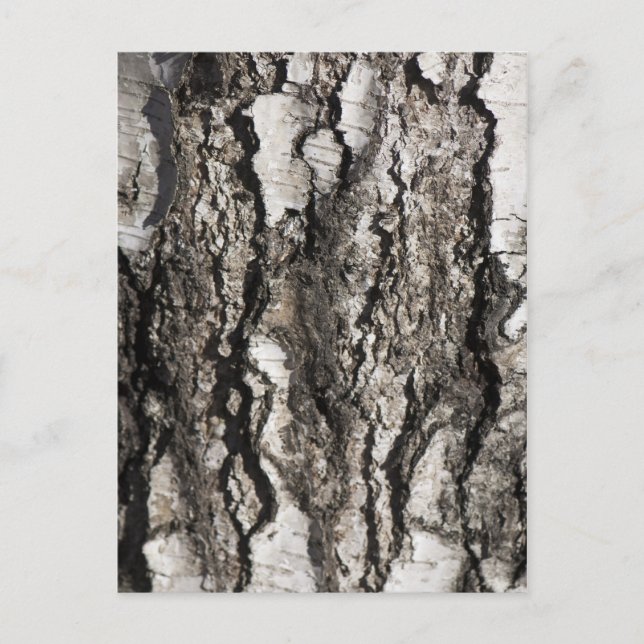 Birch bark postcard (Front)