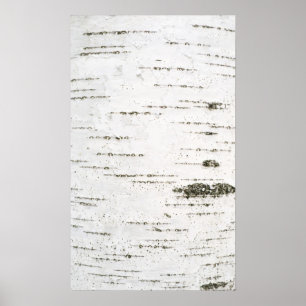 Birch bark poster
