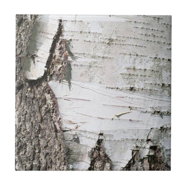 Birch bark tile (Front)