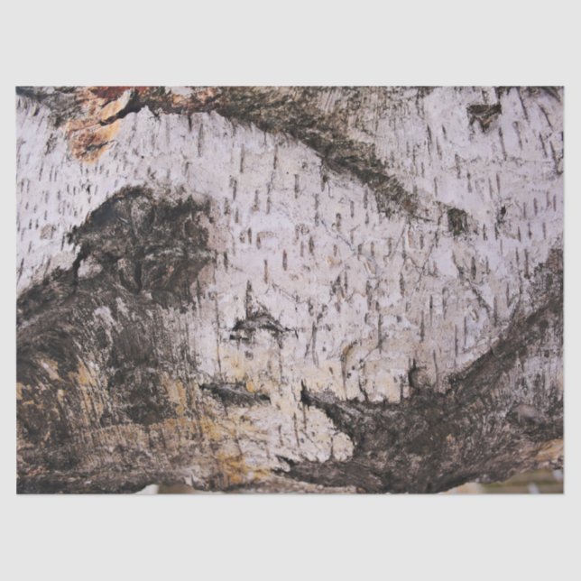 Birch Bark - wood texture nature photo Tissue Paper (Front)