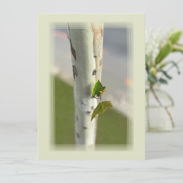 Birch by roadside (Standing Front)