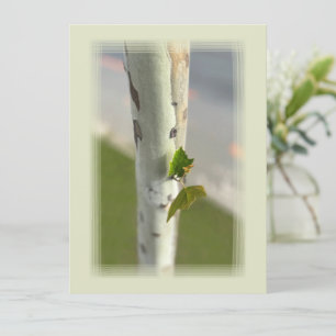 Birch by roadside
