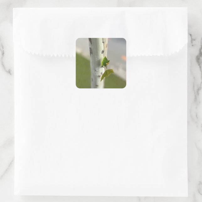Birch by roadside square sticker (Bag)