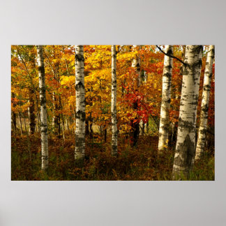 Birch Forest Poster