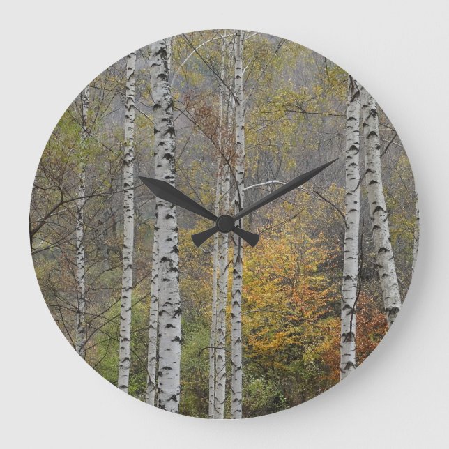 Birch Forrest Autumn Photo Round Wall Clock (Front)